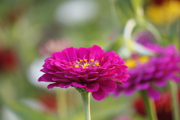 Obraz premium 百日草の花