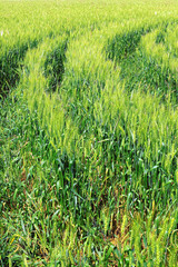 Field of green rye and tractor  trace. Close-up.