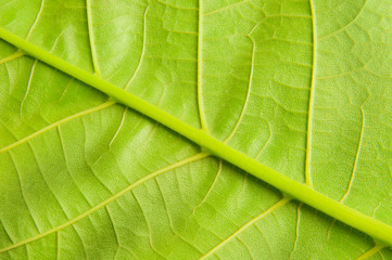 surface of the leaf of the tree