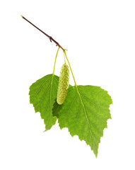 Obraz premium green leaves of birch tree