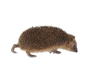 moving hedgehog