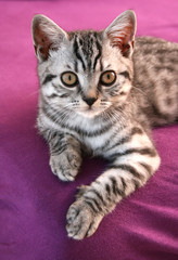 Katzenbaby