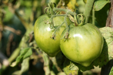 Unripe tomatoes