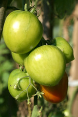Tomatoes on the branch