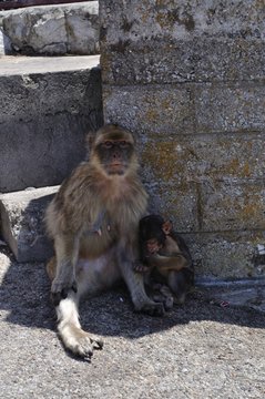 Mamma Bertuccia