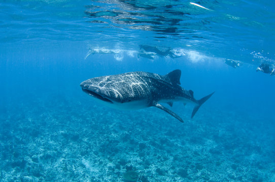 Moldives Whale Shark Snorkeling Tour