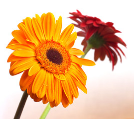 Daisies isolated on white