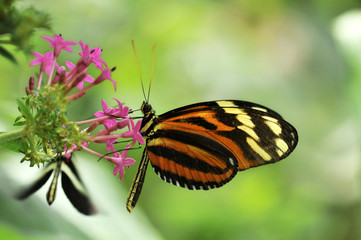 papillon Hypolimnas missipus sur fleur rose, Kenya