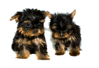 Yorkshire Terrier puppy