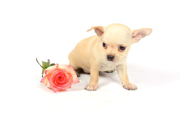 chihuahua puppy in studio