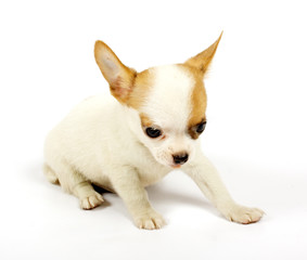 small chihuahua puppy
