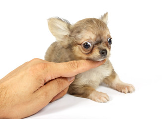 small chihuahua puppy