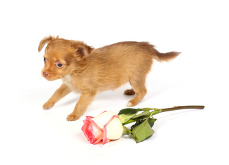 chihuahua puppy in studio