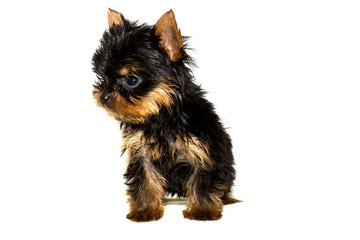 Yorkshire Terrier puppy