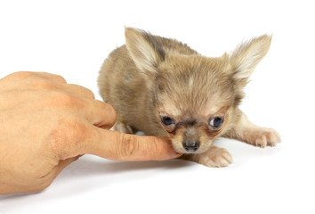 Obraz premium small chihuahua puppy