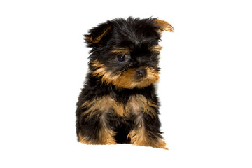 Yorkshire Terrier puppy