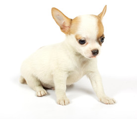 small chihuahua puppy