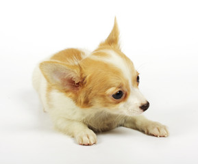 small chihuahua puppy