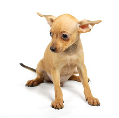 Toy-terrier puppy