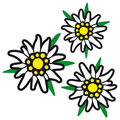 Alpenblumen  / Edelwei&szlig; / Edelweiss
