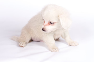 Obraz premium chihuhua puppy on the white background