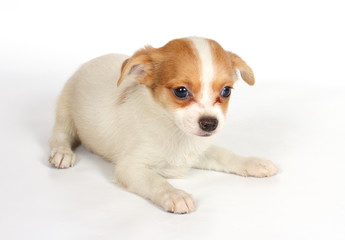 chihuhua puppy on the white background