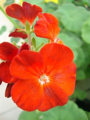 Naklejka premium флора,цветы,сад,растения