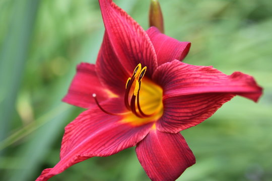 Fototapeta Lys rouge