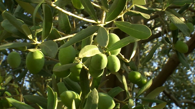 olive tree farm garden zoom