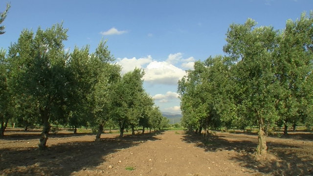 olive tree farm garden