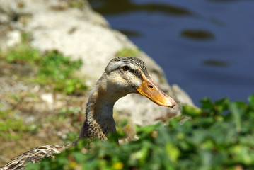 Canard