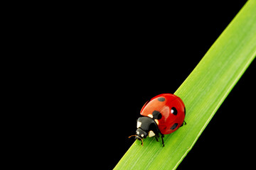 ladybug isolated on black