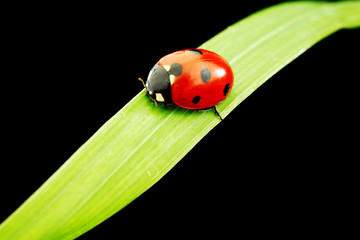 ladybug isolated on black