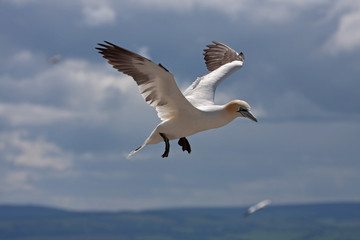 Bass Rock