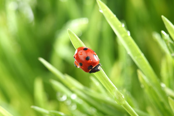 ladybug on grass