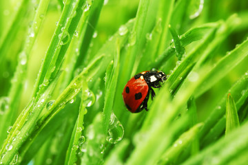 ladybug on grass