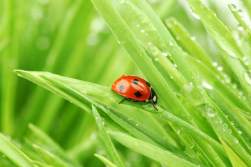 ladybug on grass