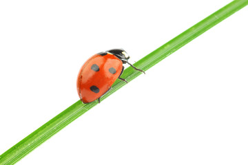 ladybug on grass