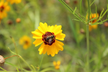 黄色いデイジー