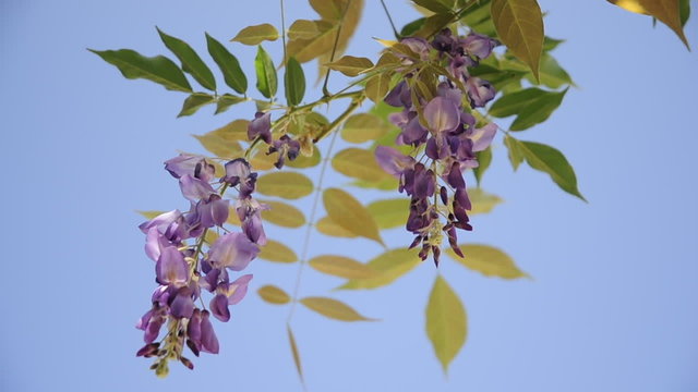 glicine nel cielo