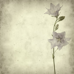 old paper background with campanula (bellflower)
