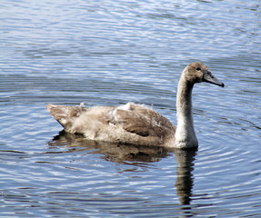 swan on lake