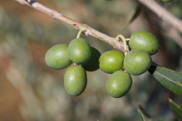 Olive verdi - Green Olives