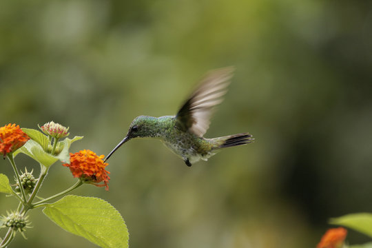 Vol du Colibri