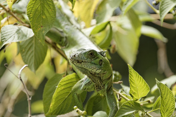 plan raproche d'un Iguane