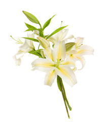a fragment of white lilies ' bunch