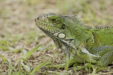 plan raproche d'un Iguane