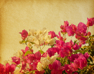 old paper with Bush of Bougainvillea flowers.