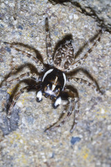 Menemerus semilimbatus