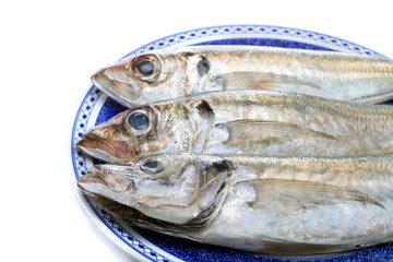 horse mackerel